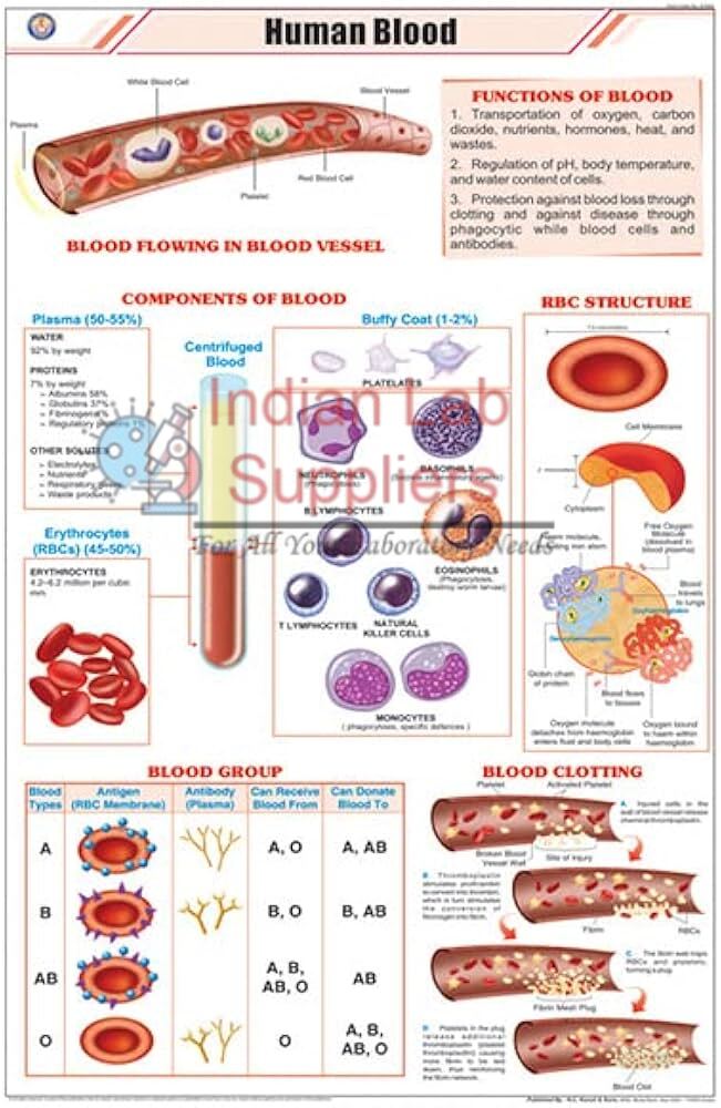 Human Blood Chart